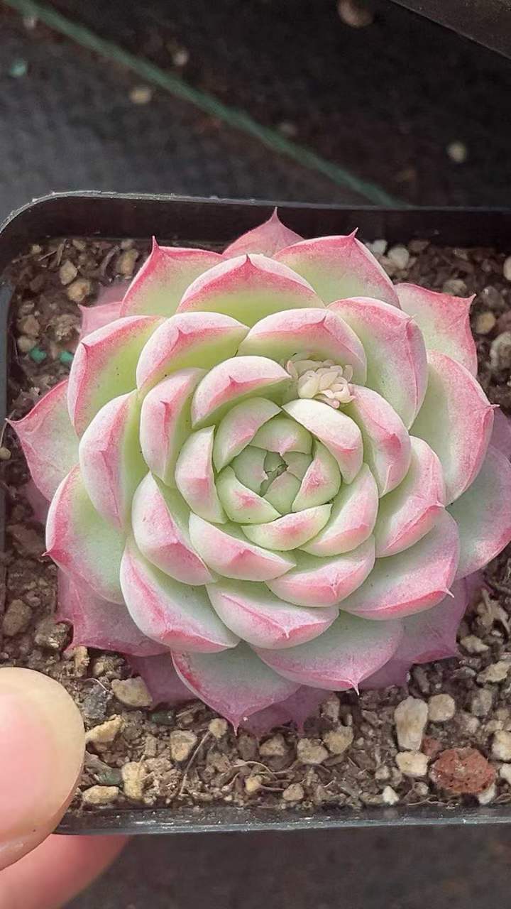 T26406 ラベンダーフェアリー