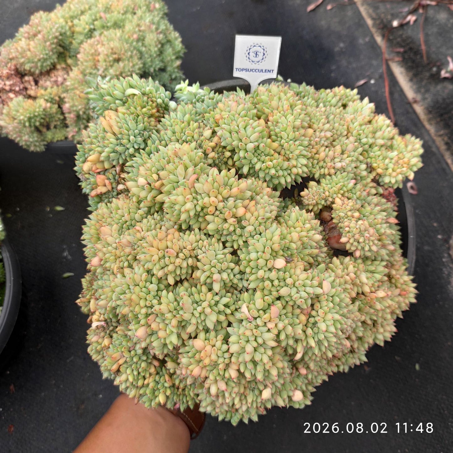 362390 ザラゴーサ綴化