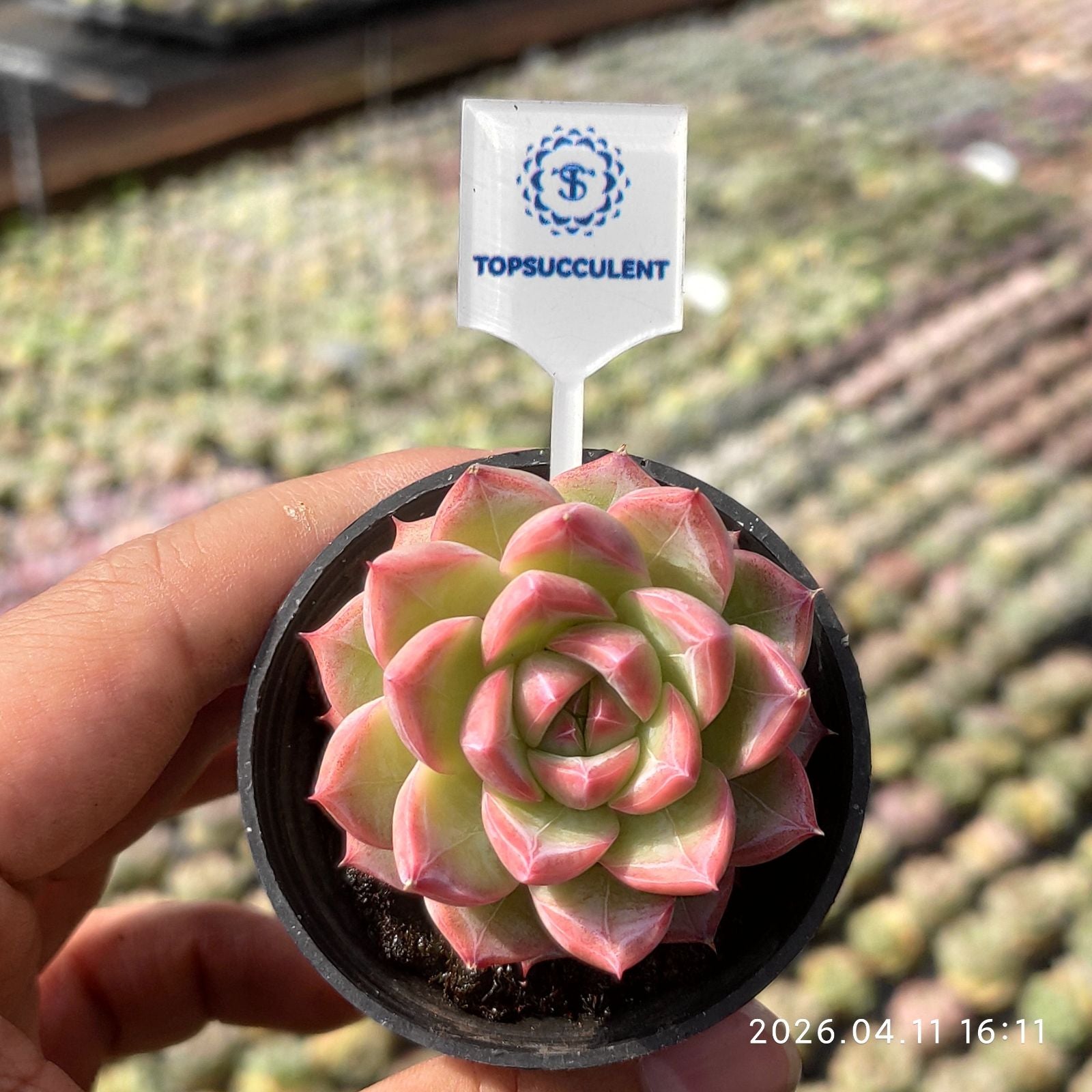 ベーシック 単頭 20260423 – Top Succulent®