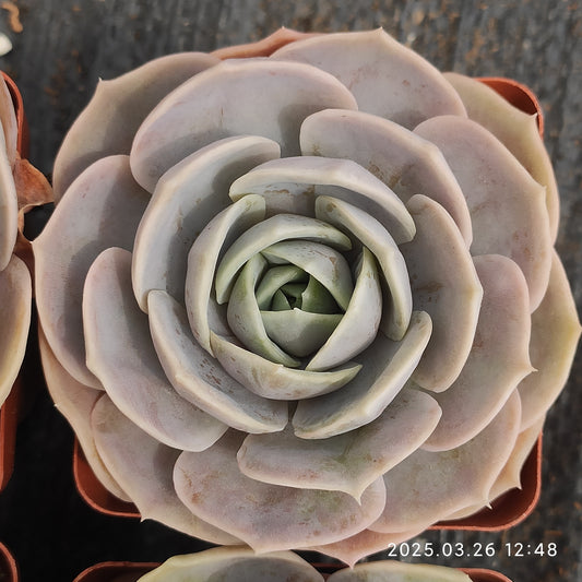 ZXX602 ブルーサプライズ （7.5cm pot）
