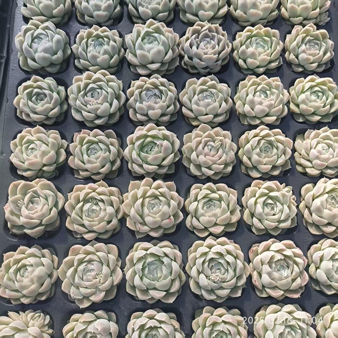 19420  ヒューミリス（4cm pot）（ポット苗）