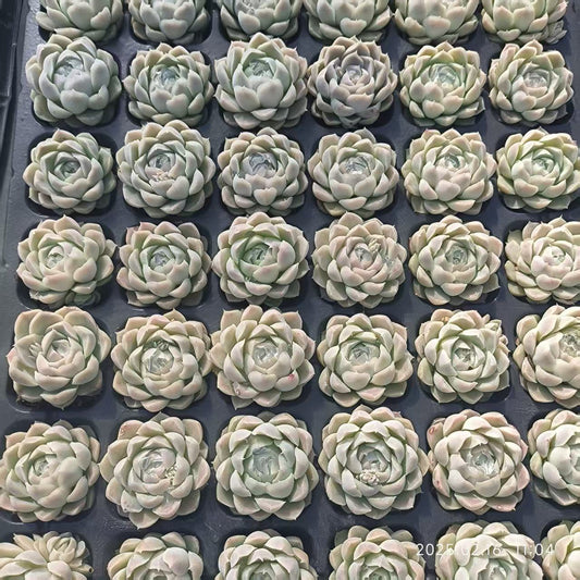 19420  ヒューミリス（4cm pot）（ポット苗）