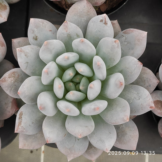 MMT876 ハーフサマー（9cm pot）