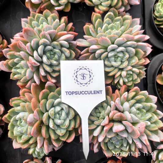 18281  エルサ（9cm pot）