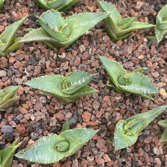 21435 アガベ・チタノタ 蟹（5cm pot）