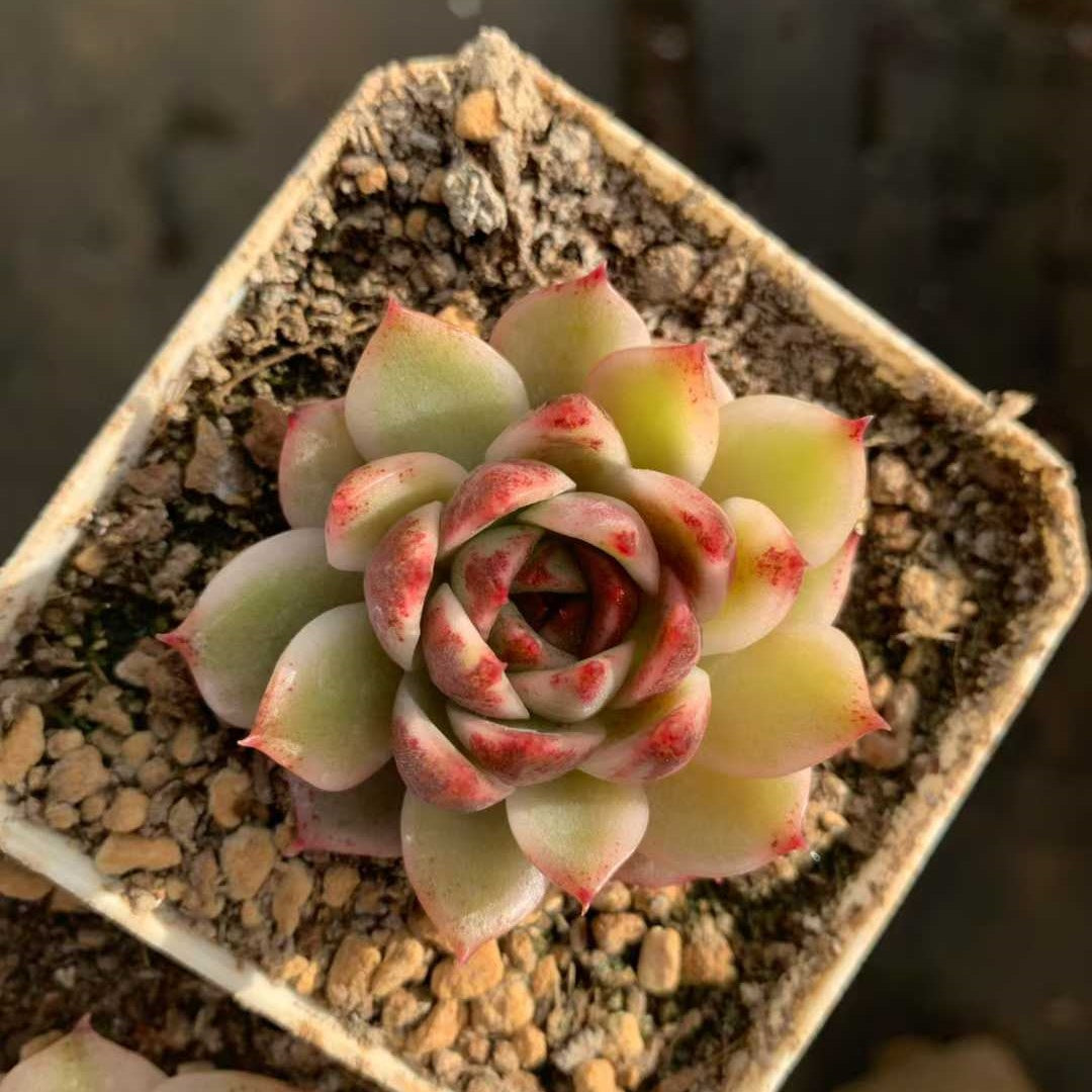 26229 スジョン錦