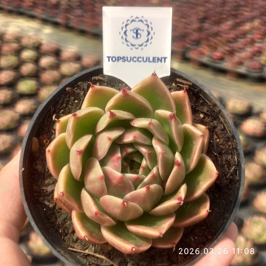 11573 グリーンペッパー（ピーマン）