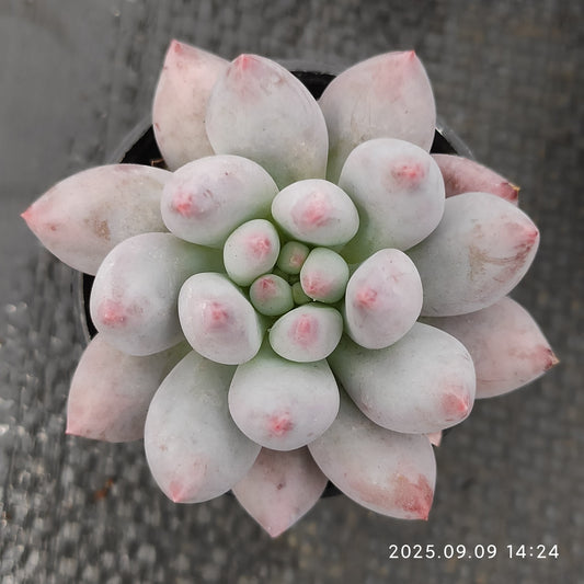MMT005 エンジェルスフィンガー（5cm pot）
