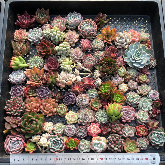 17856 ミックス苗（3cm pot）(穴トレー苗)27