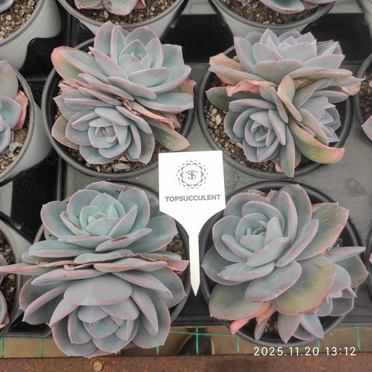 22766 ブレランド