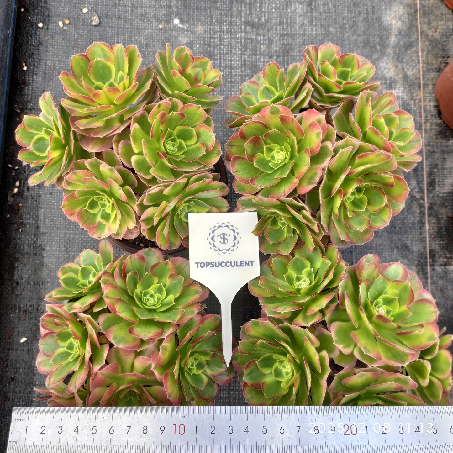 23287 アエオニウム ミルクホワイト（12cm pot）