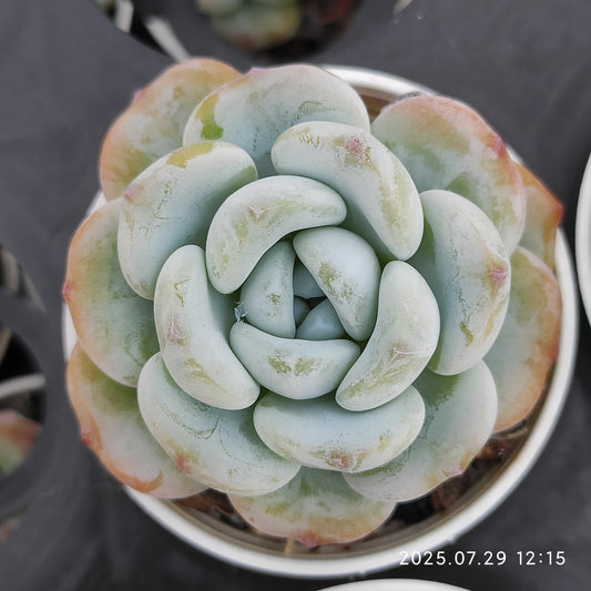 ZZA220 コールドブーケ（5.5cm pot）