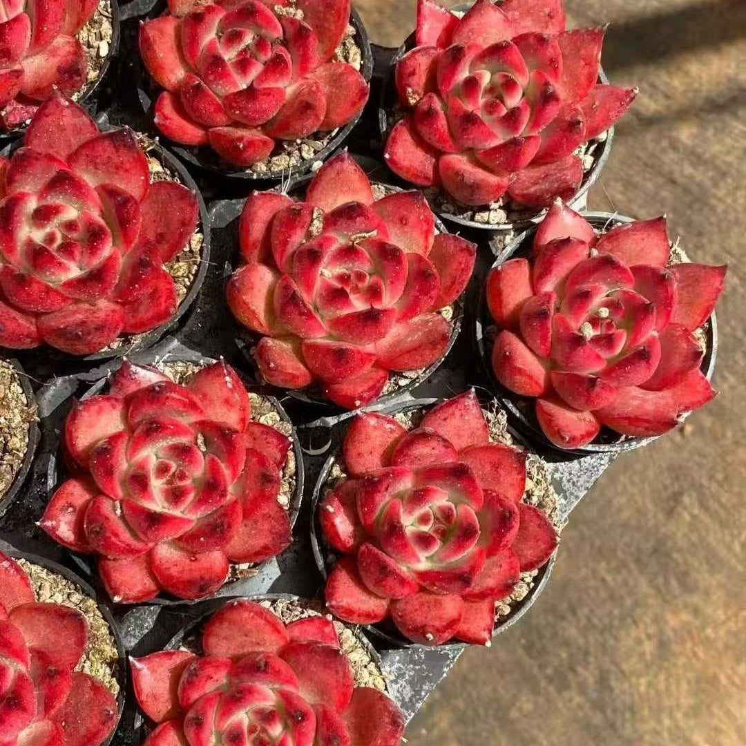 23618 フランク（5cm pot）