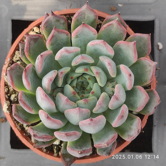 ZXX609 レッドザラゴーサ (9cm pot)