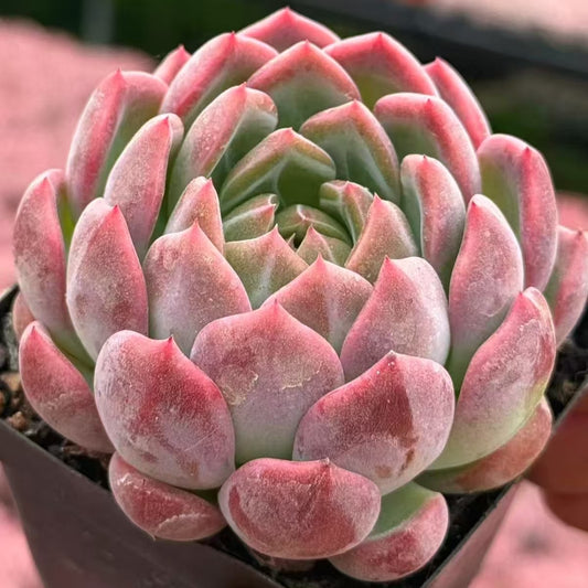 QNY160 キャラト　ロバーズ（7cm pot）