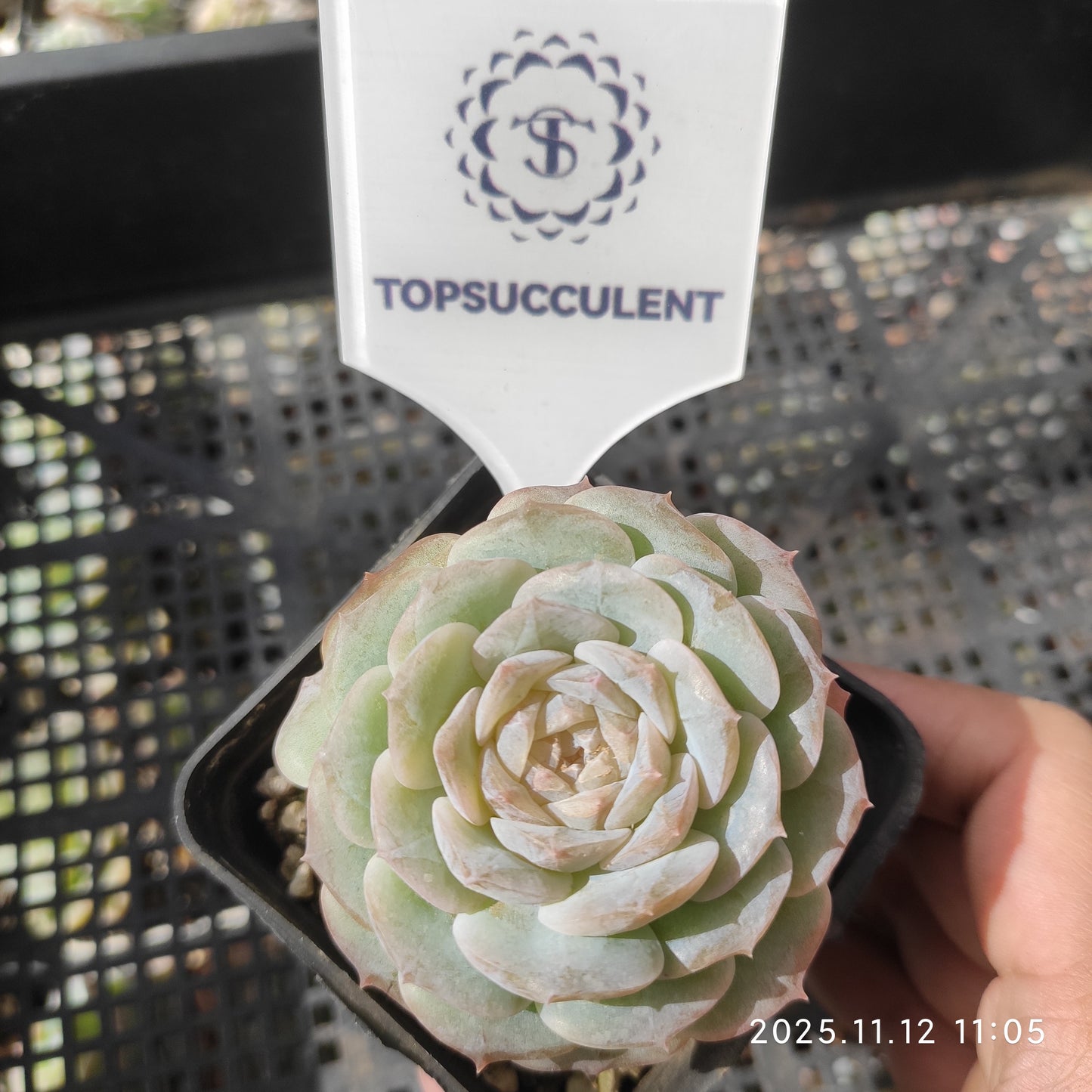 T1775 ピンクロック（7cm pot）