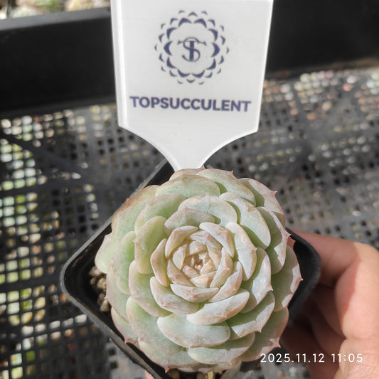 T1775 ピンクロック（7cm pot）