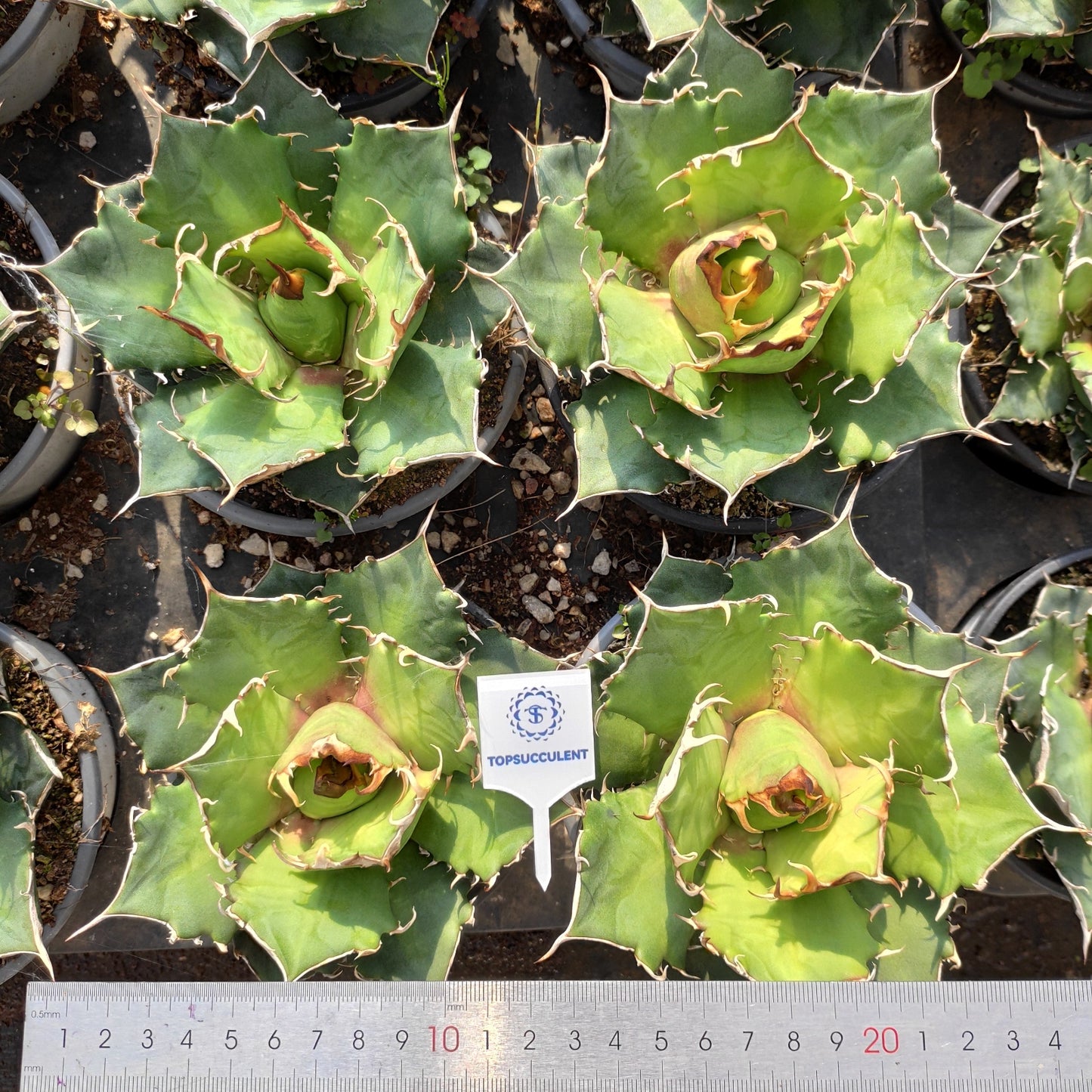 18730 アガベ　チタノタ　シーザー