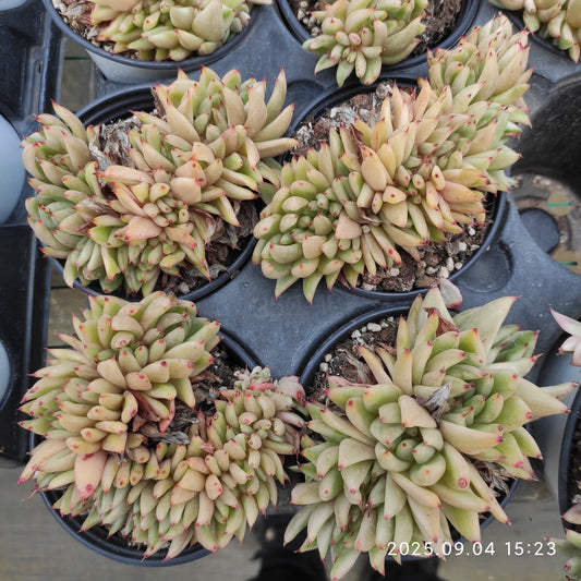 MMY1058 アイクソウル錦綴化(9cm pot)
