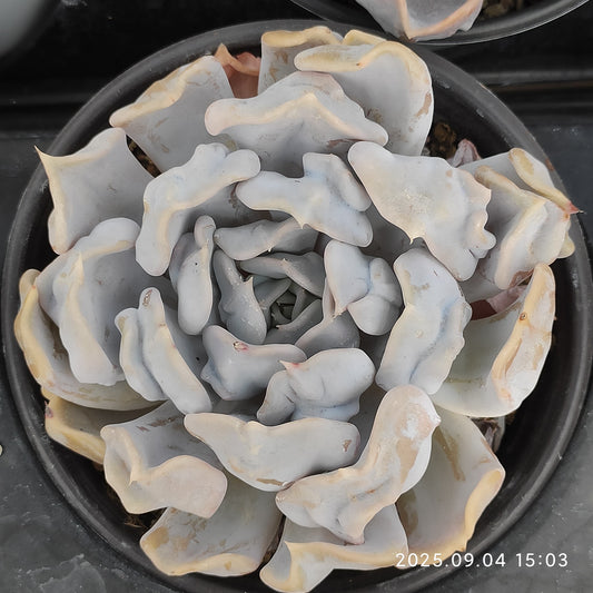 12917 スリリング　パール