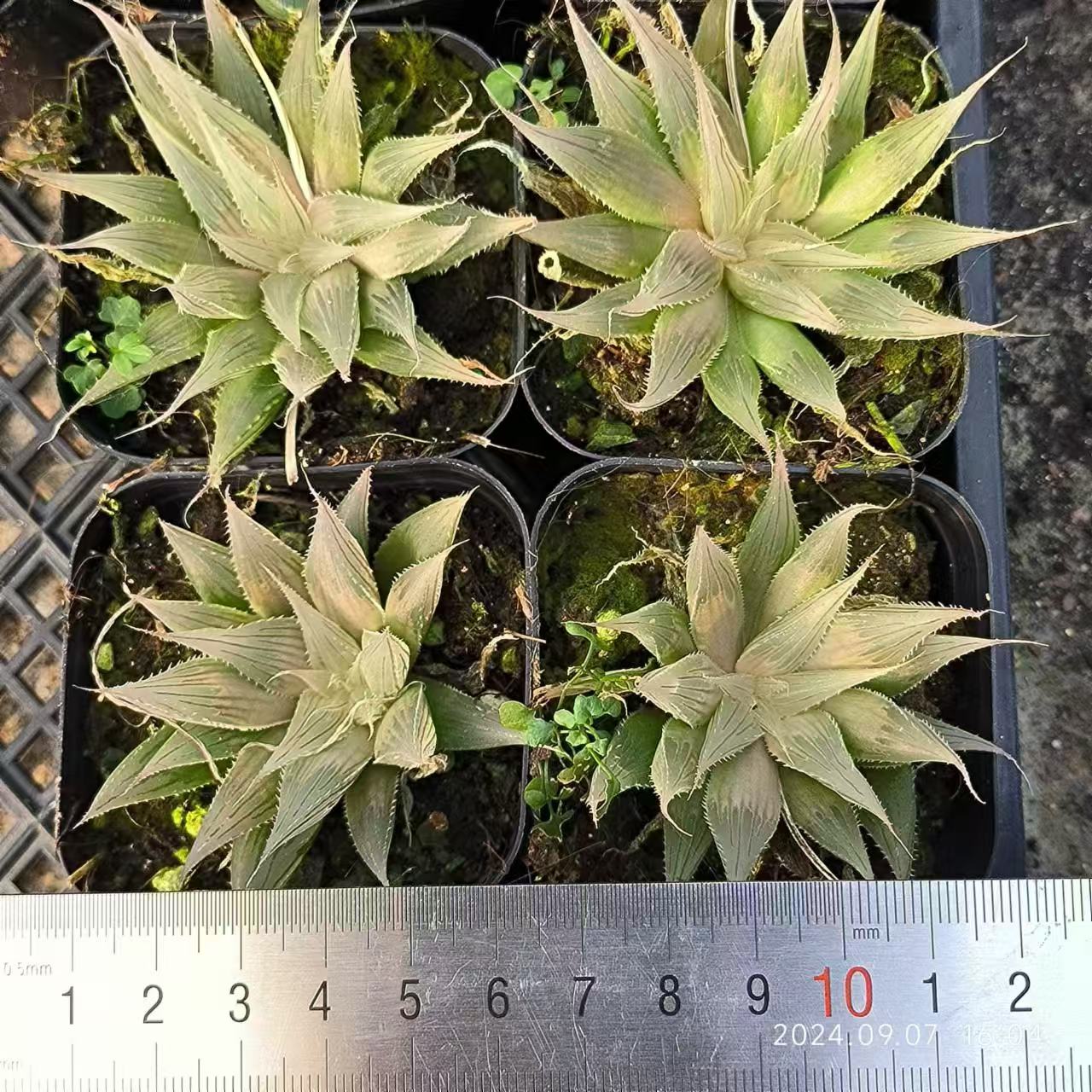 13150 ダヴィディ