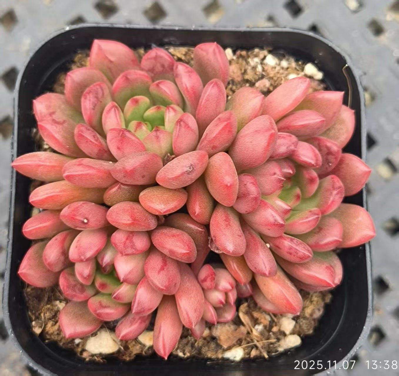 22180 ピンクルビー（6.5cm pot）