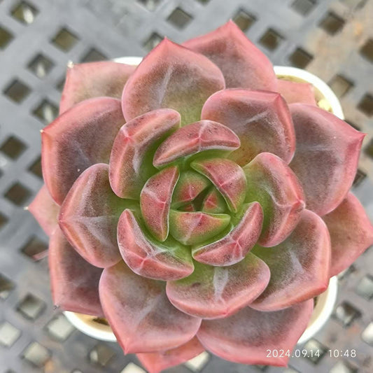 LG744 シーガル(6.5cm pot)