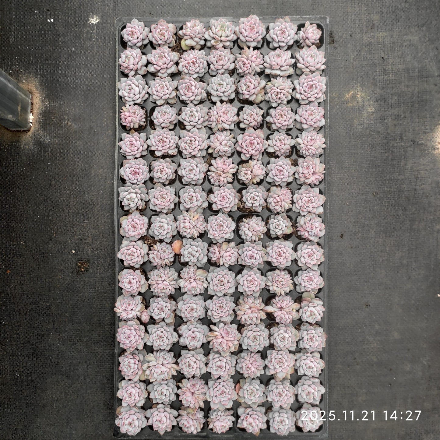 22133  スター　モンロー（3cm pot）（ポット苗）