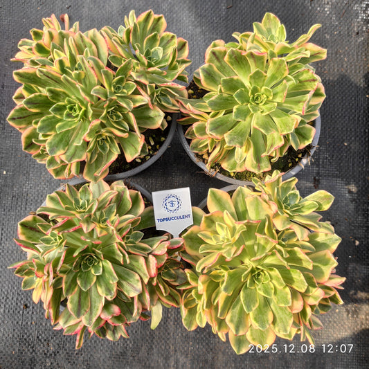 23229 アエオニウム　スウィートティー（14cm pot）