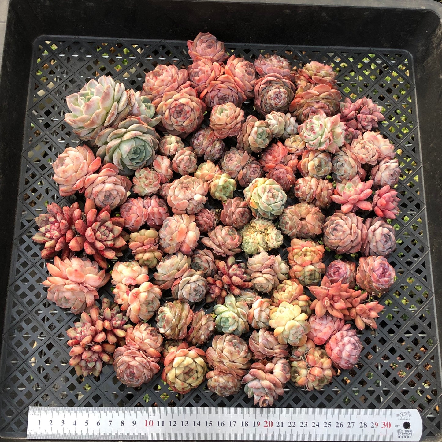 BL2121-009 ミックス苗