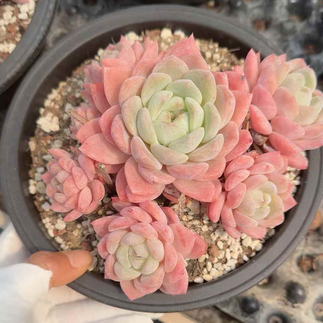 26142 フォーティチュード