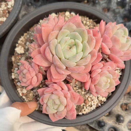 26142 フォーティチュード