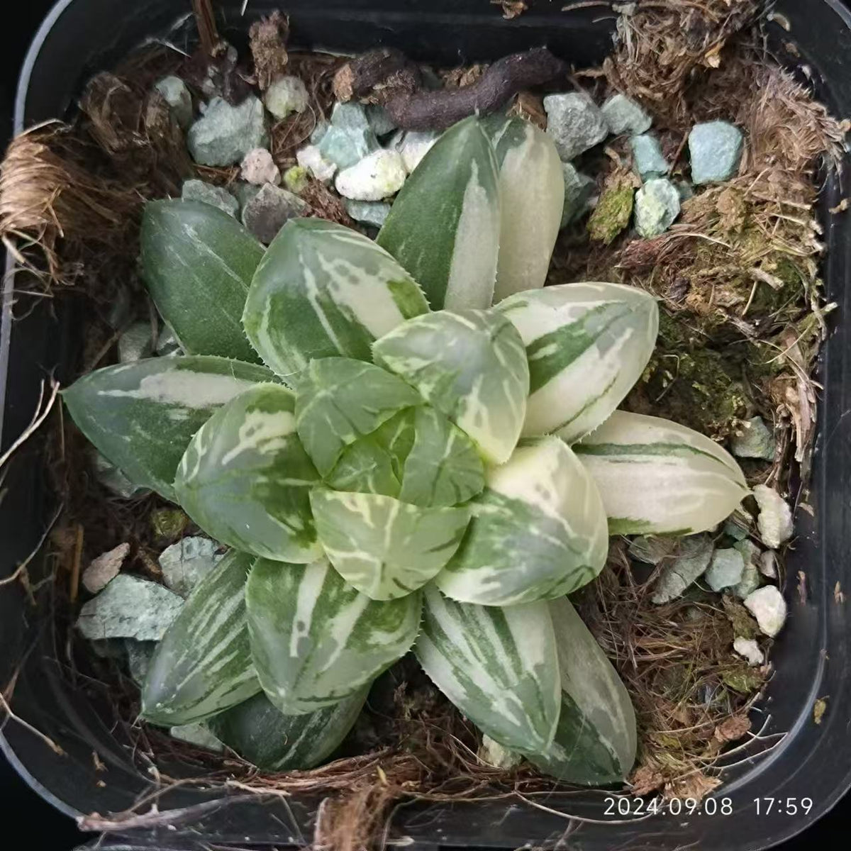 13187 塑膠皮錦