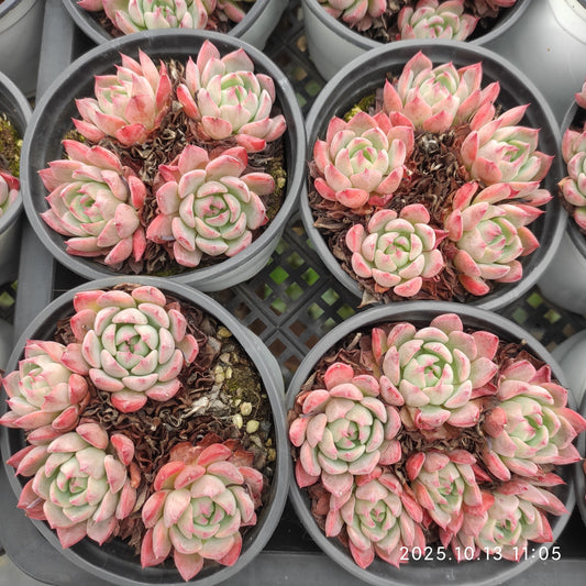 18295 七福美尼（9cm pot）