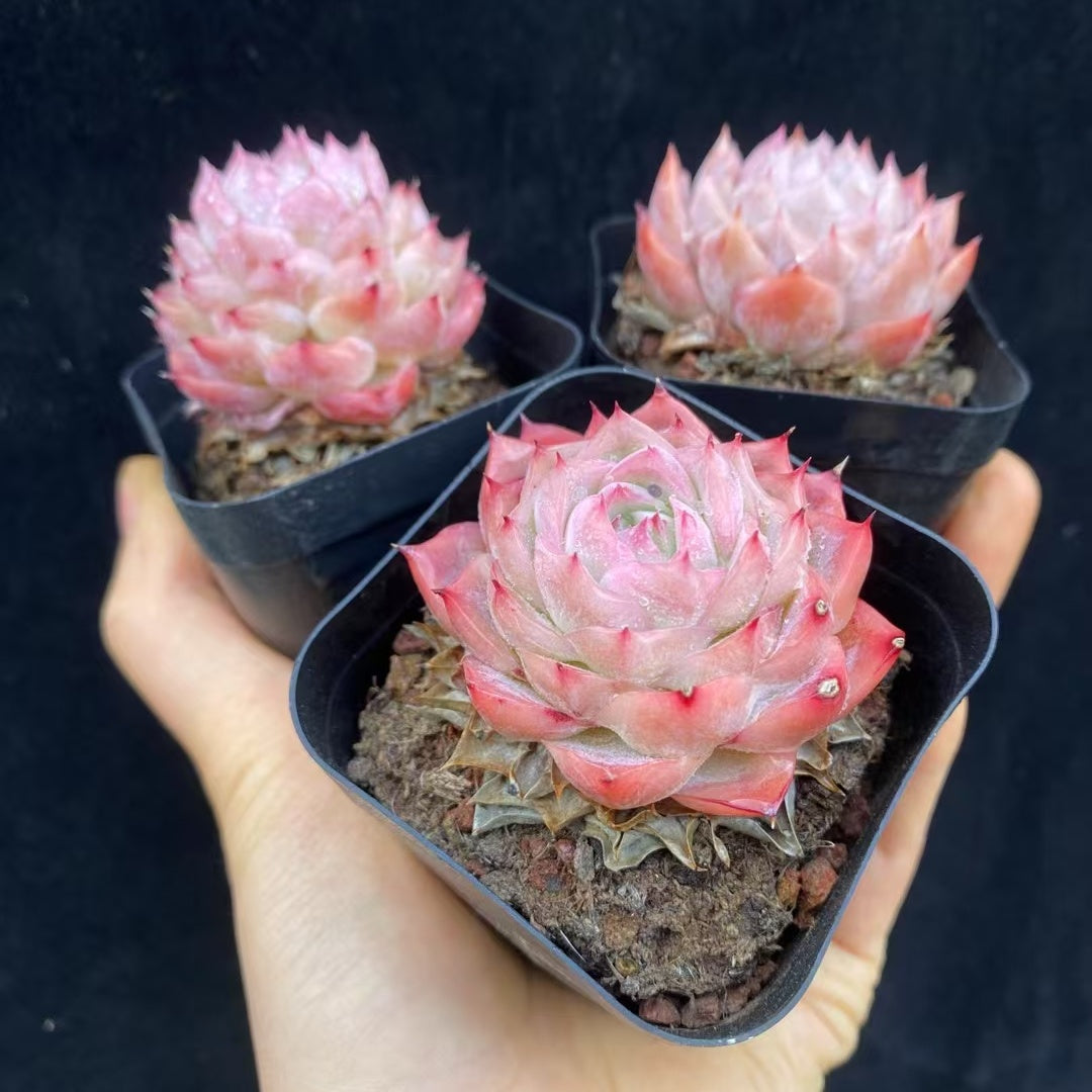 BL1834 アローンスター（50cm pot）