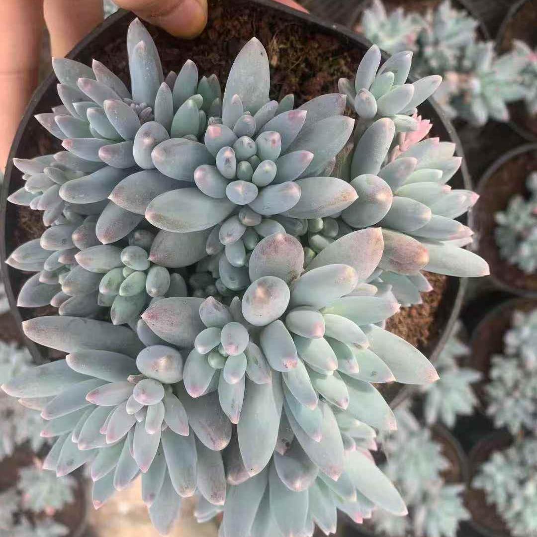 259711 スターリースカイビューティー