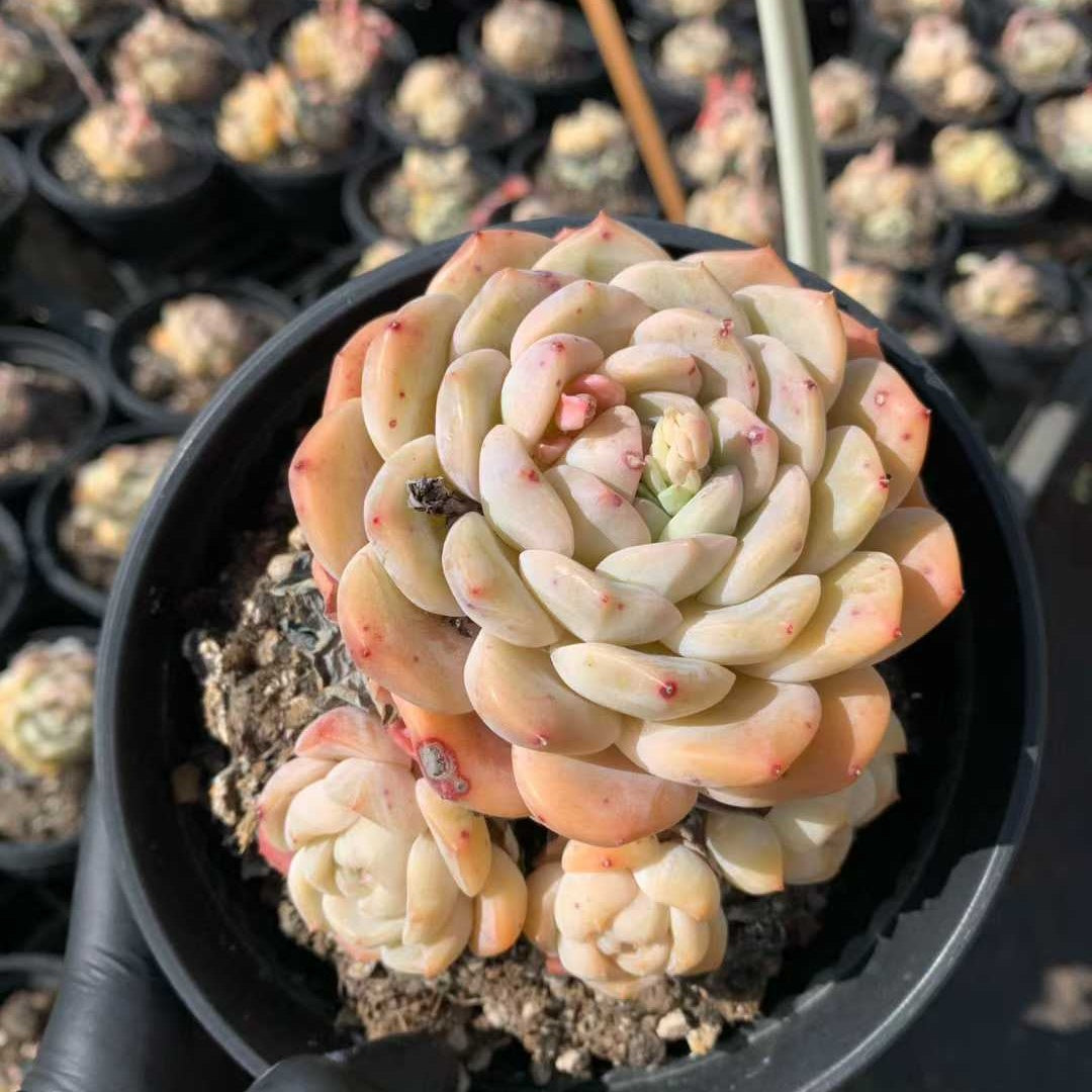 26234 シック　モンロー