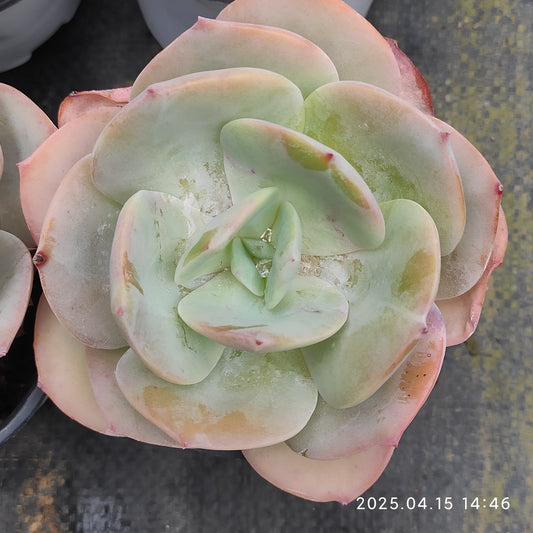 QN778 ホワイトフェニックス(9cm pot)