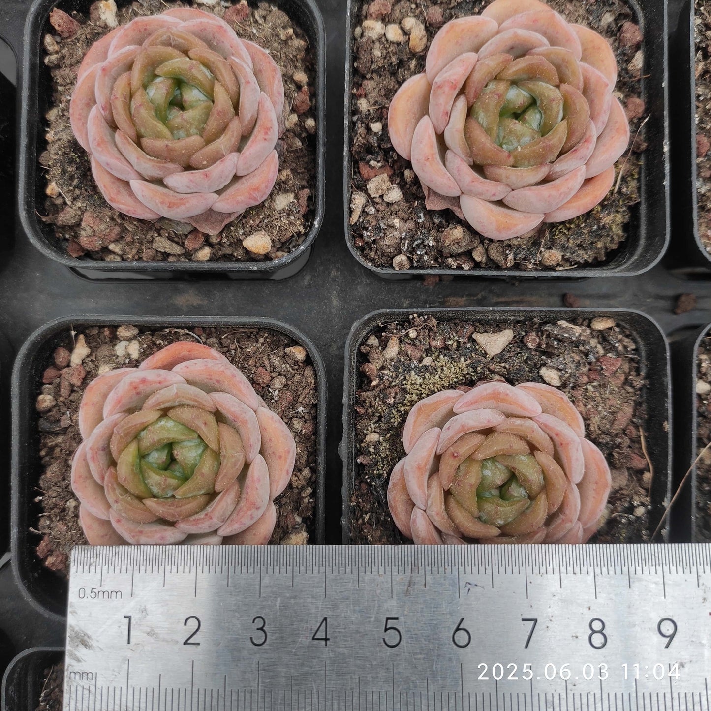 WWA035 アイススピリット（5.5cm pot）