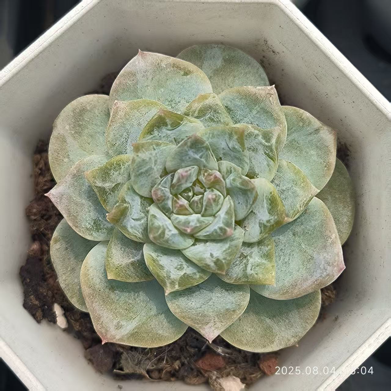 XS839 アイス （6.5cm pot）