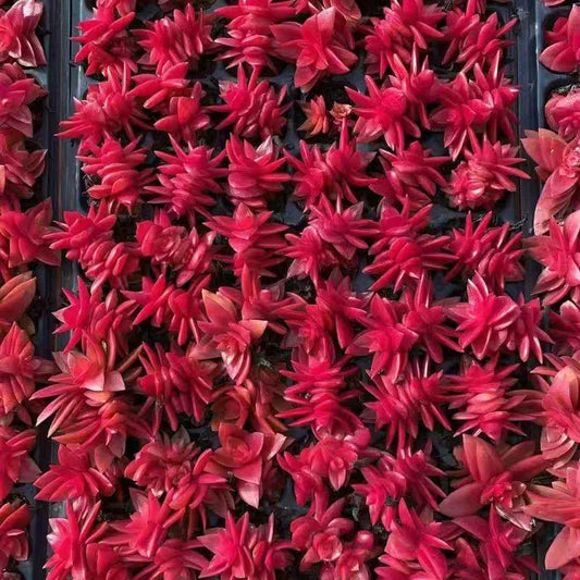 23667 キャピテラー　キャンプファイアー（3cm pot）