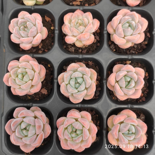 LMM365 スター　プラス(3cm pot)