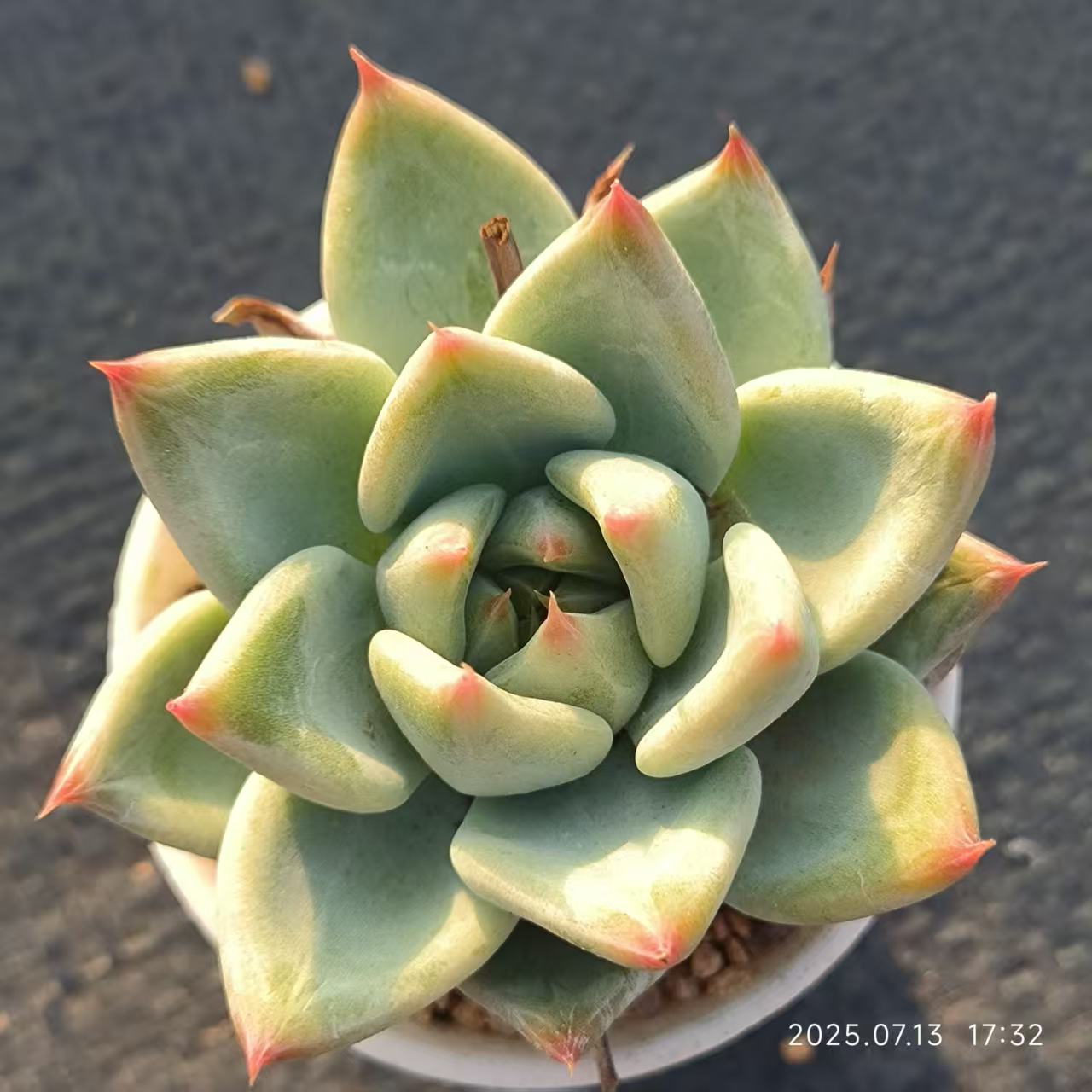 QH043 オールドエッグ（6.5cm pot）