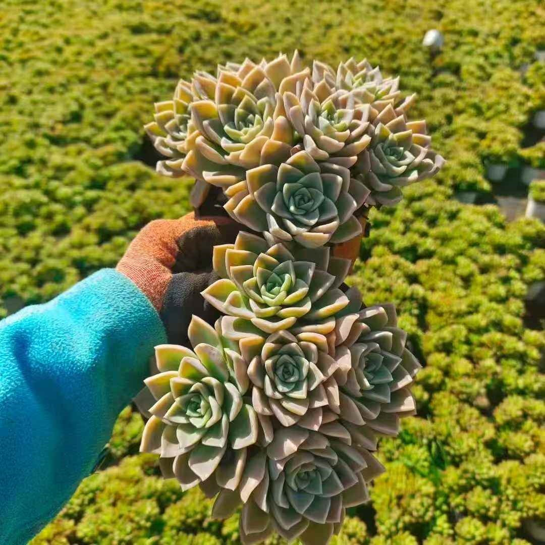 24462 ハリーワトソン