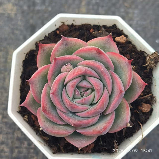 XS1015 シルエット （6.5cm pot）
