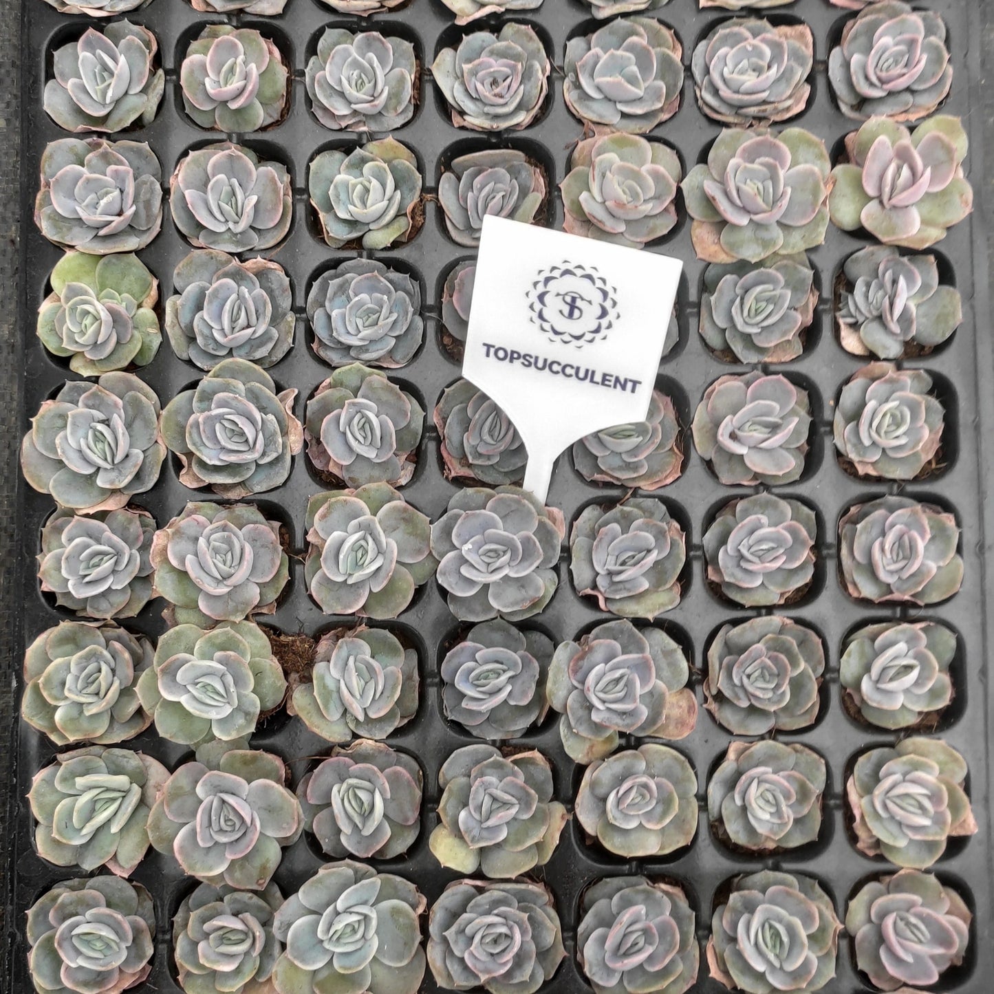 21747  ブルーサプライズ（3cm pot）（ポット苗）