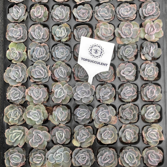 21747  ブルーサプライズ（3cm pot）（ポット苗）