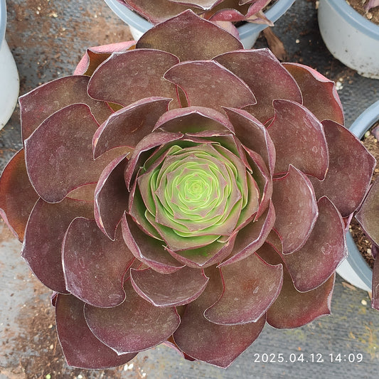 YF434 チャーム　ゴールド（310cm pot）