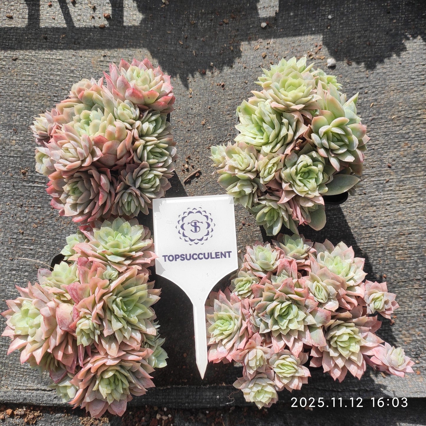 17216  バイオレットクイーン錦（7cm pot）