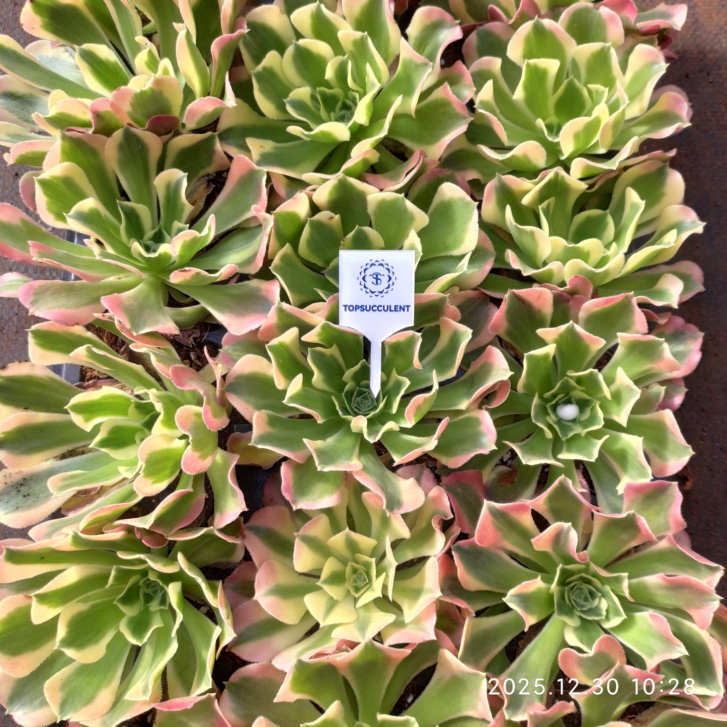 T1320 アエオニウム リバーストーンズ